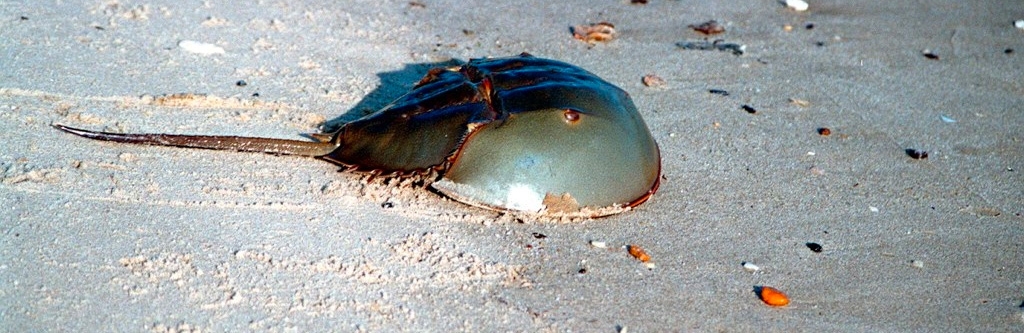 91鶹shoe crab
